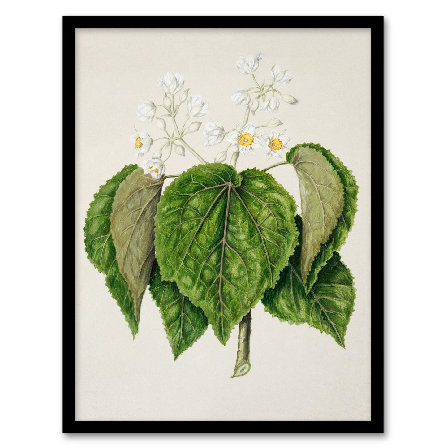 Sarah Featon Framed Wall Art Print New Zealand Whau Cork Tree Flowers Home Décor