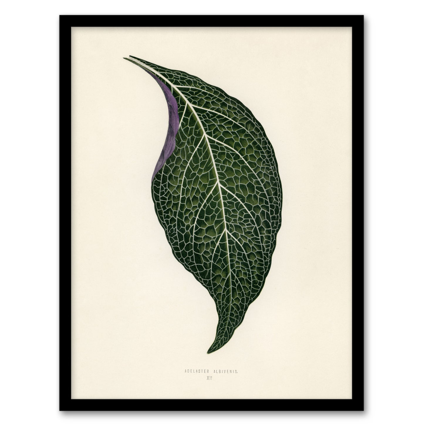 Vintage Botanical Nerve Plant Leaf Fawcett Framed Wall Art Print