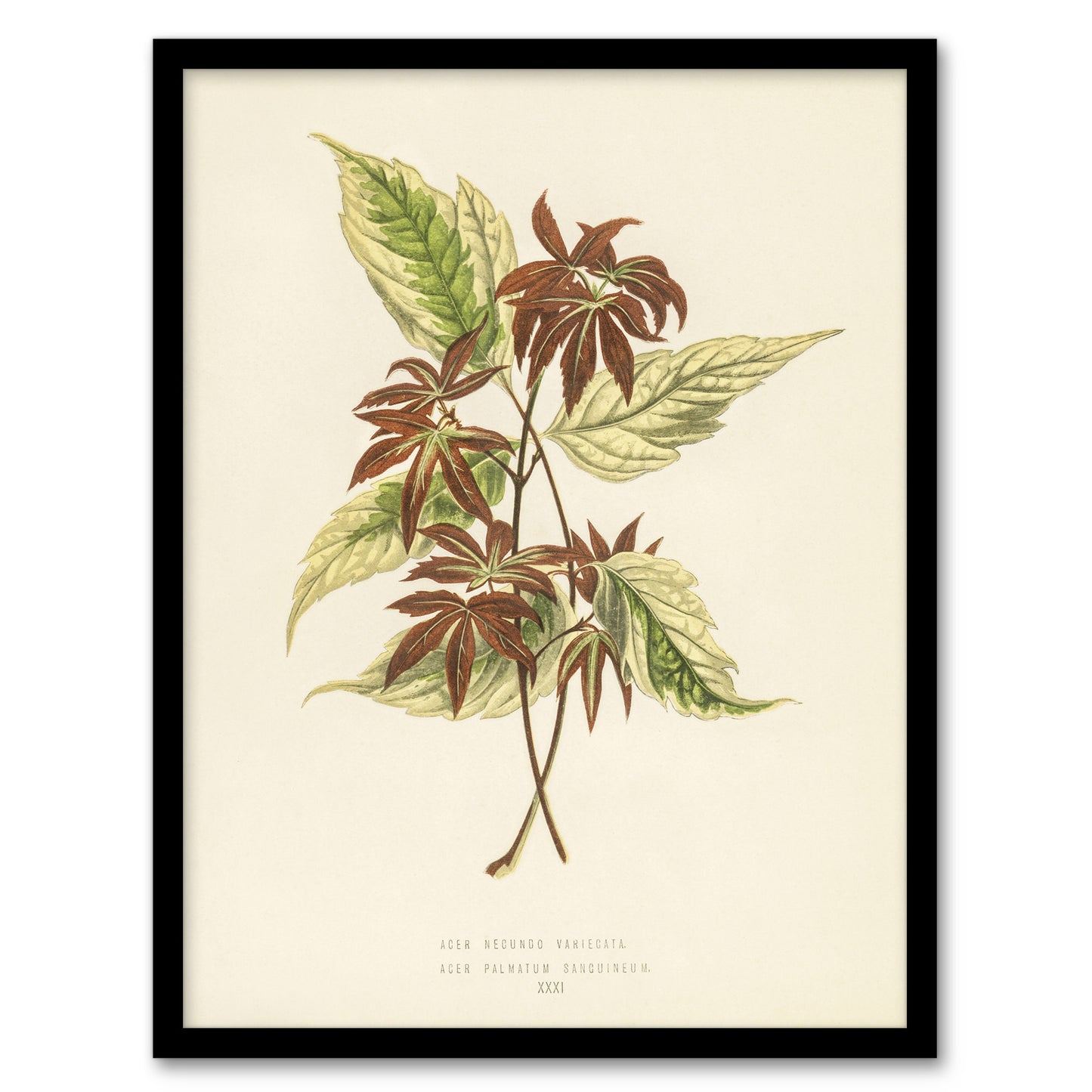 Vintage Botanical Boxelder Maple Leaves Fawcett Framed Wall Art Print
