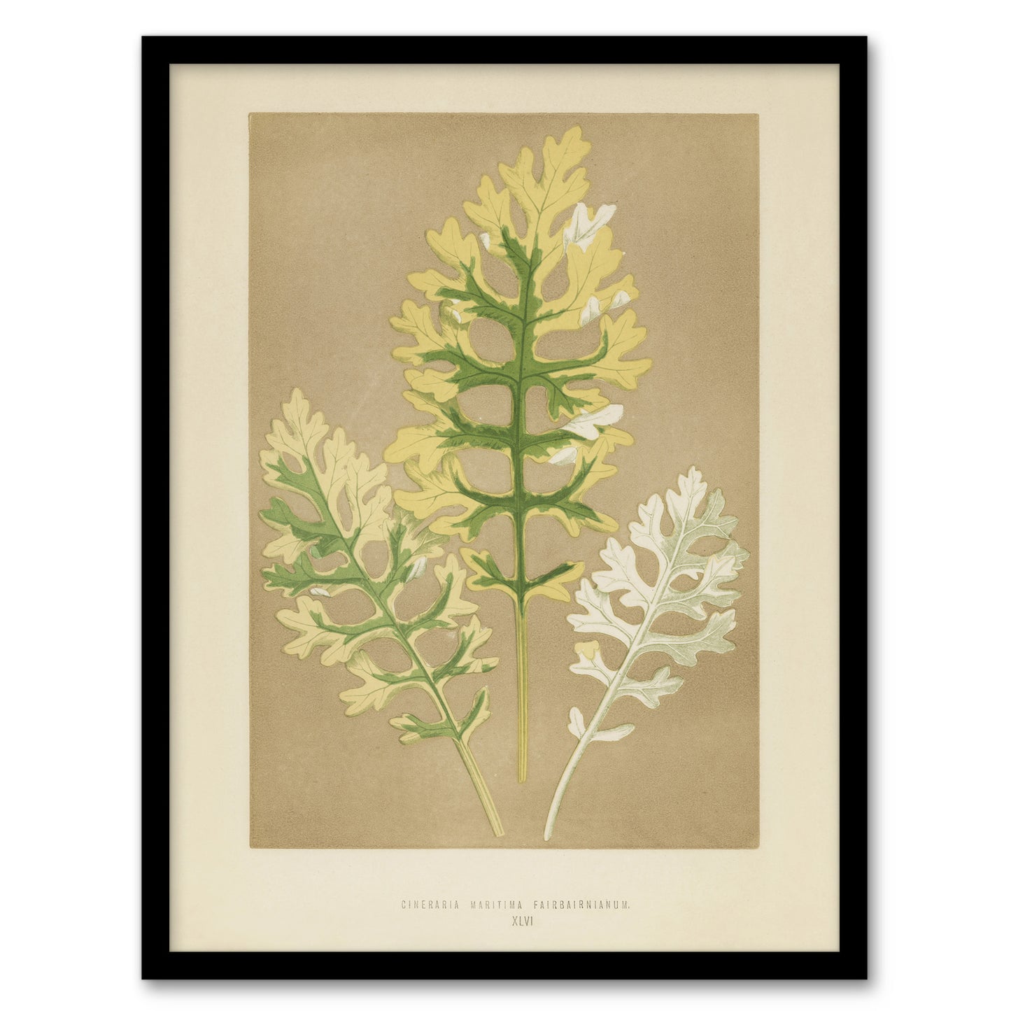 Vintage Botanical Dusty Miller Leaves Fawcett Framed Wall Art Print
