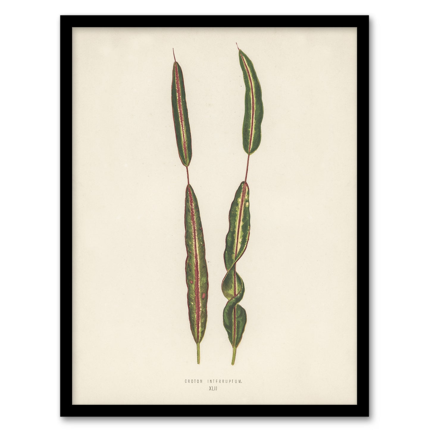 Vintage Botanical Croton Interruptum Leaf Fawcett Framed Wall Art Print