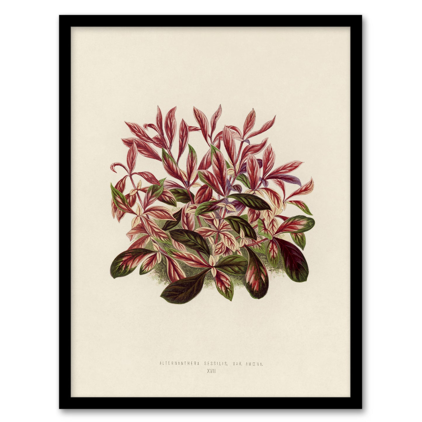 Vintage Botanical Dwarf Copperleaf Fawcett Framed Wall Art Print