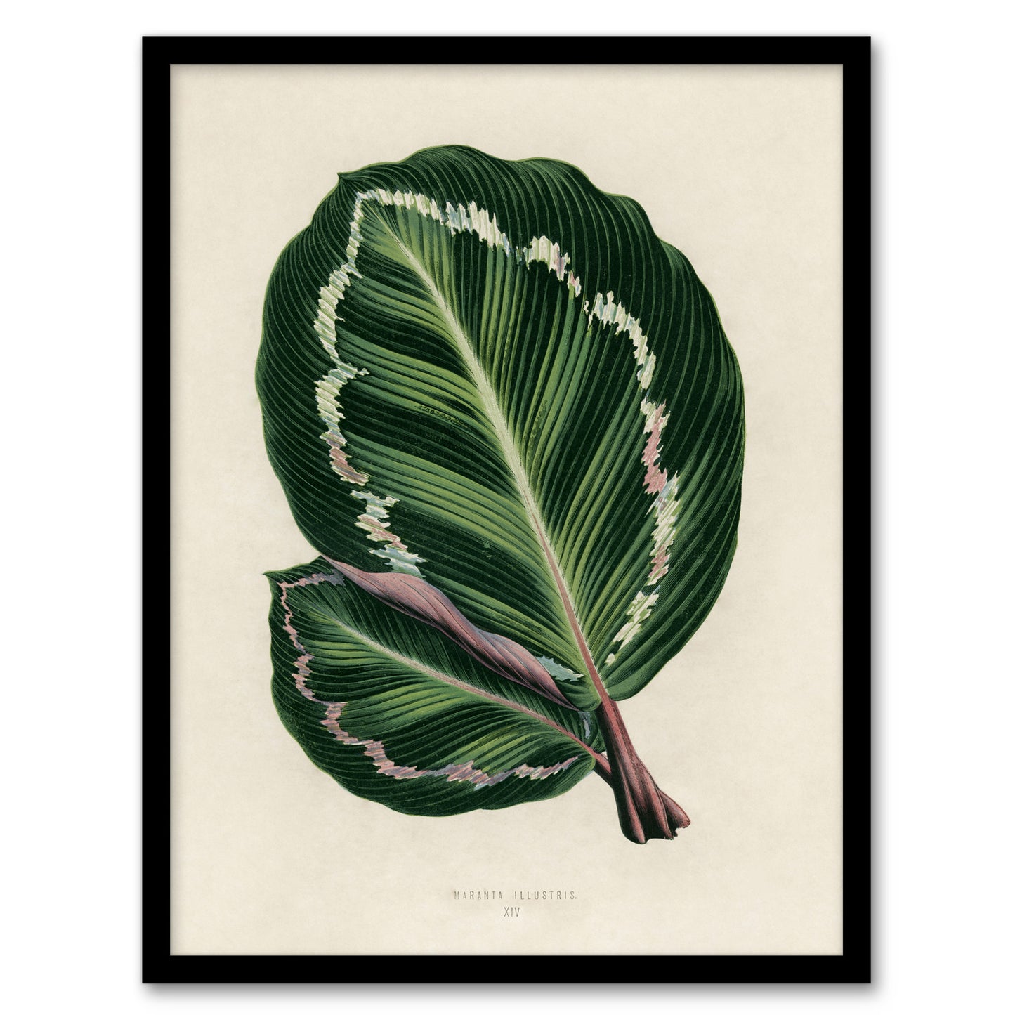 Vintage Botanical Maranta Calathea Leaves Fawcett Framed Wall Art Print