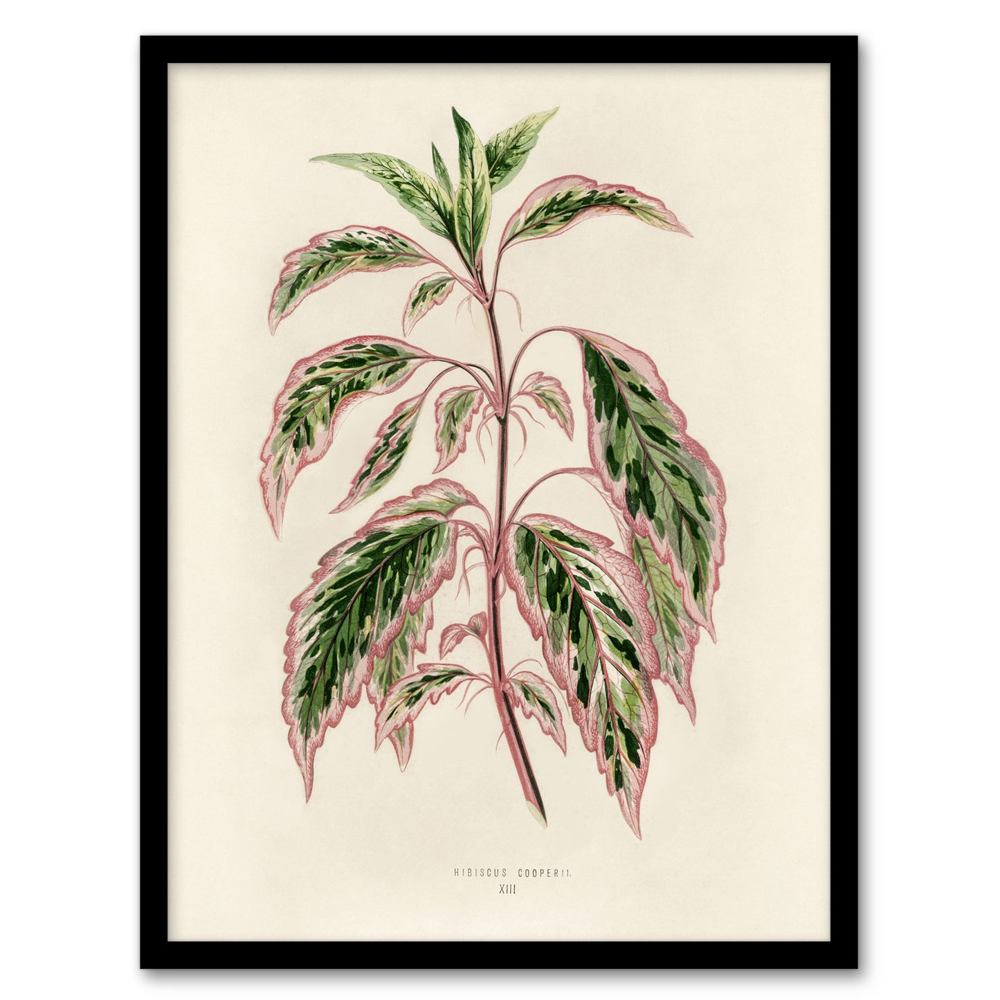 Vintage Botanical Rose Mallow Fawcett Framed Wall Art Print