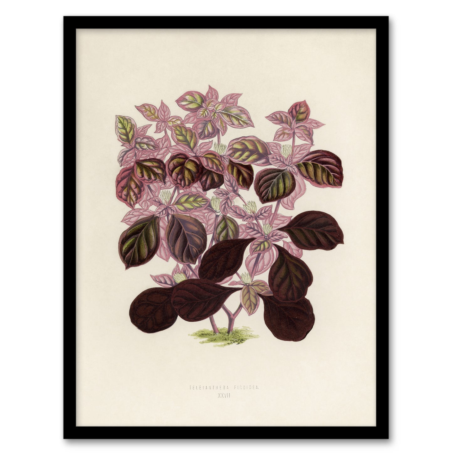 Joyweed Plant Vintage Botanical Artwork Fawcett Framed Wall Art Print