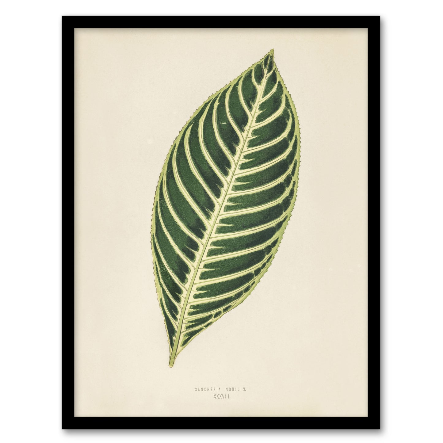 Vintage Botanical Tiger Plant Leaf Fawcett Framed Wall Art Print