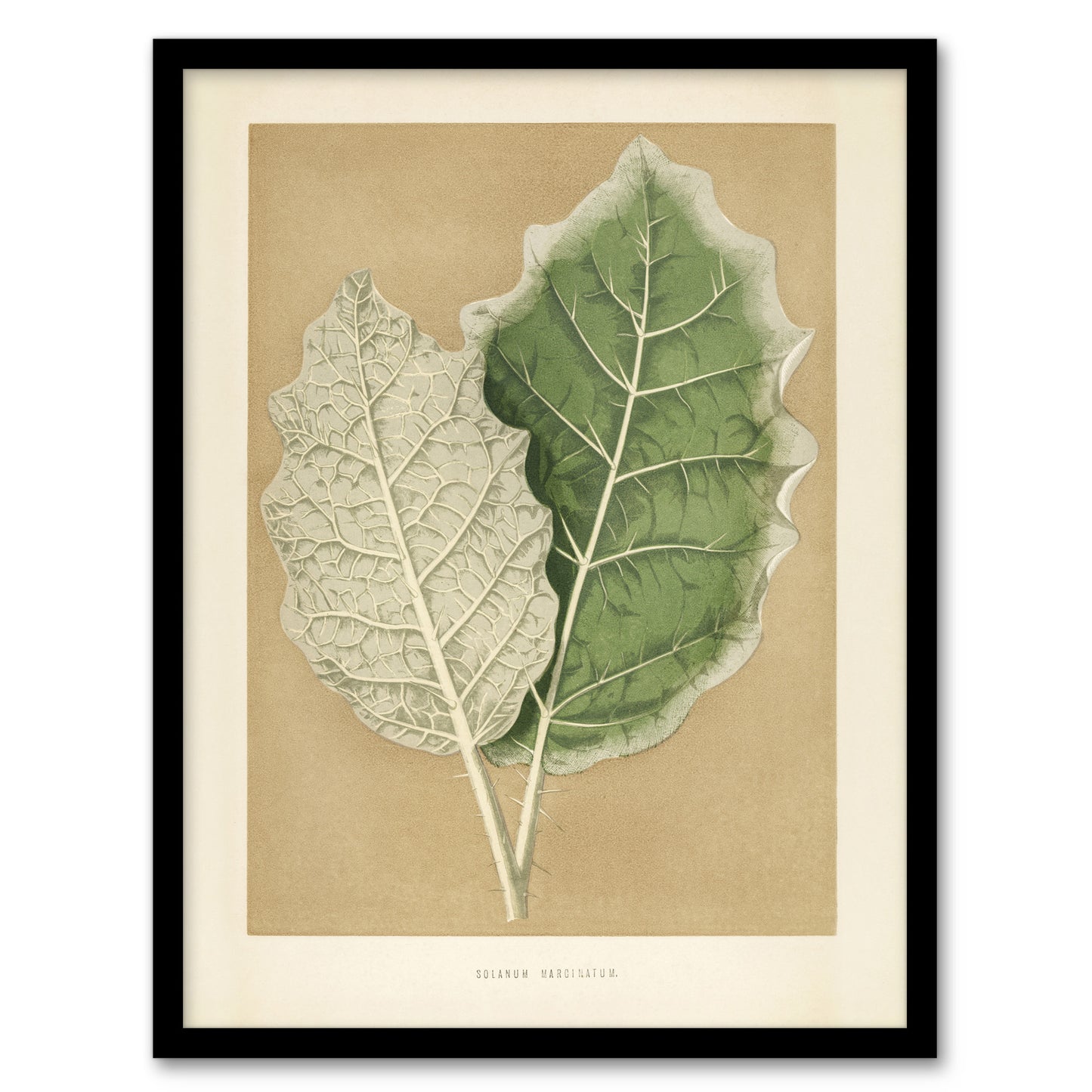 White Margined Nightshade Leaves Fawcett Framed Wall Art Print