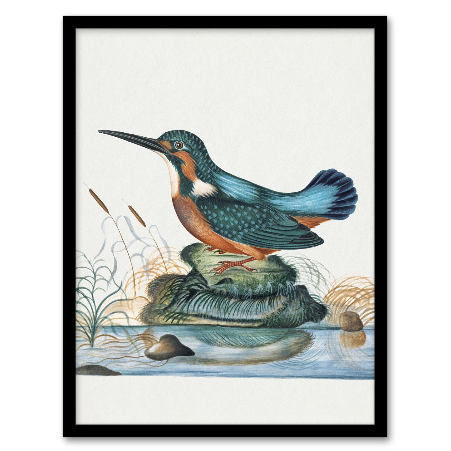 Common Kingfisher Vintage Illustration Bolton Framed Wall Art Print