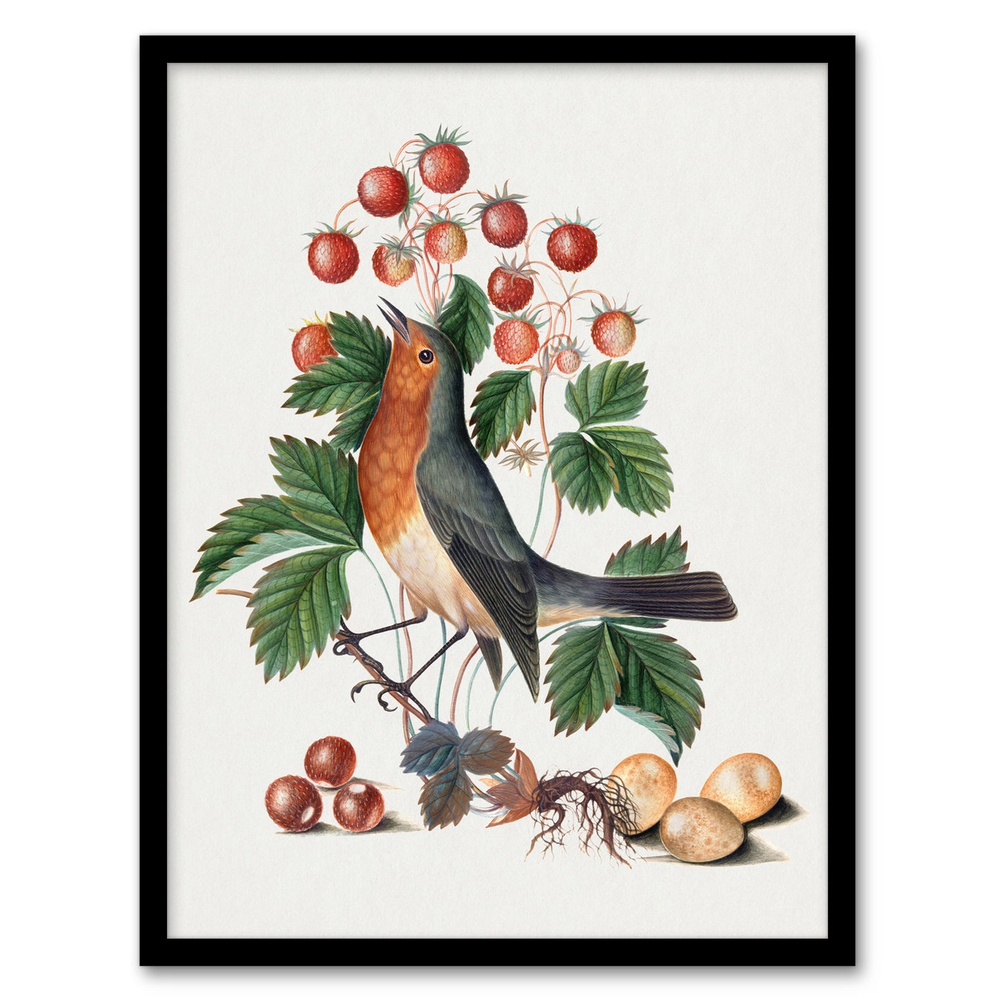 Robin Bird and Wild Strawberry Plant Bolton Framed Wall Art Print