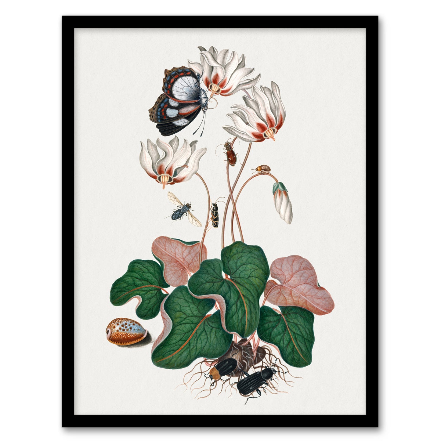 Cyclamen Butterfly Beetles and Shell Bolton Framed Wall Art Print