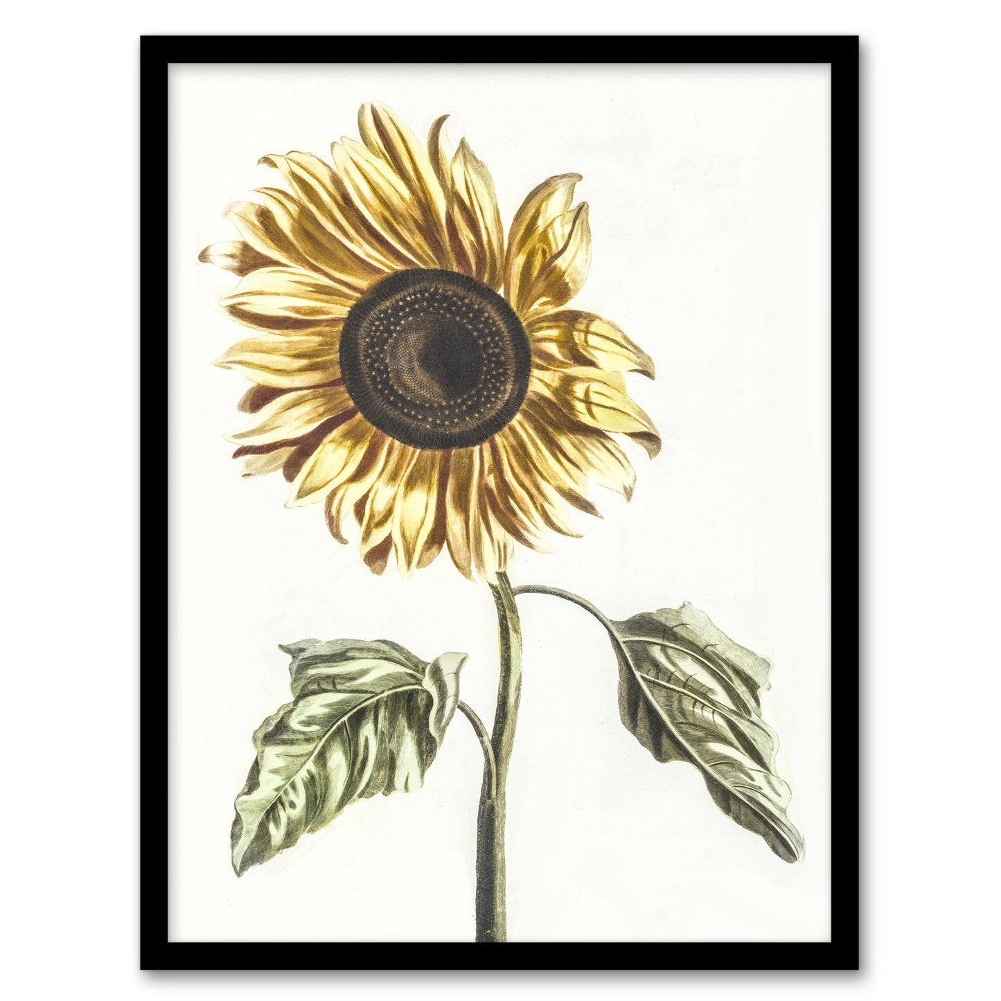 Sunflower Vintage Flower Painting Teyler Framed Wall Art Print