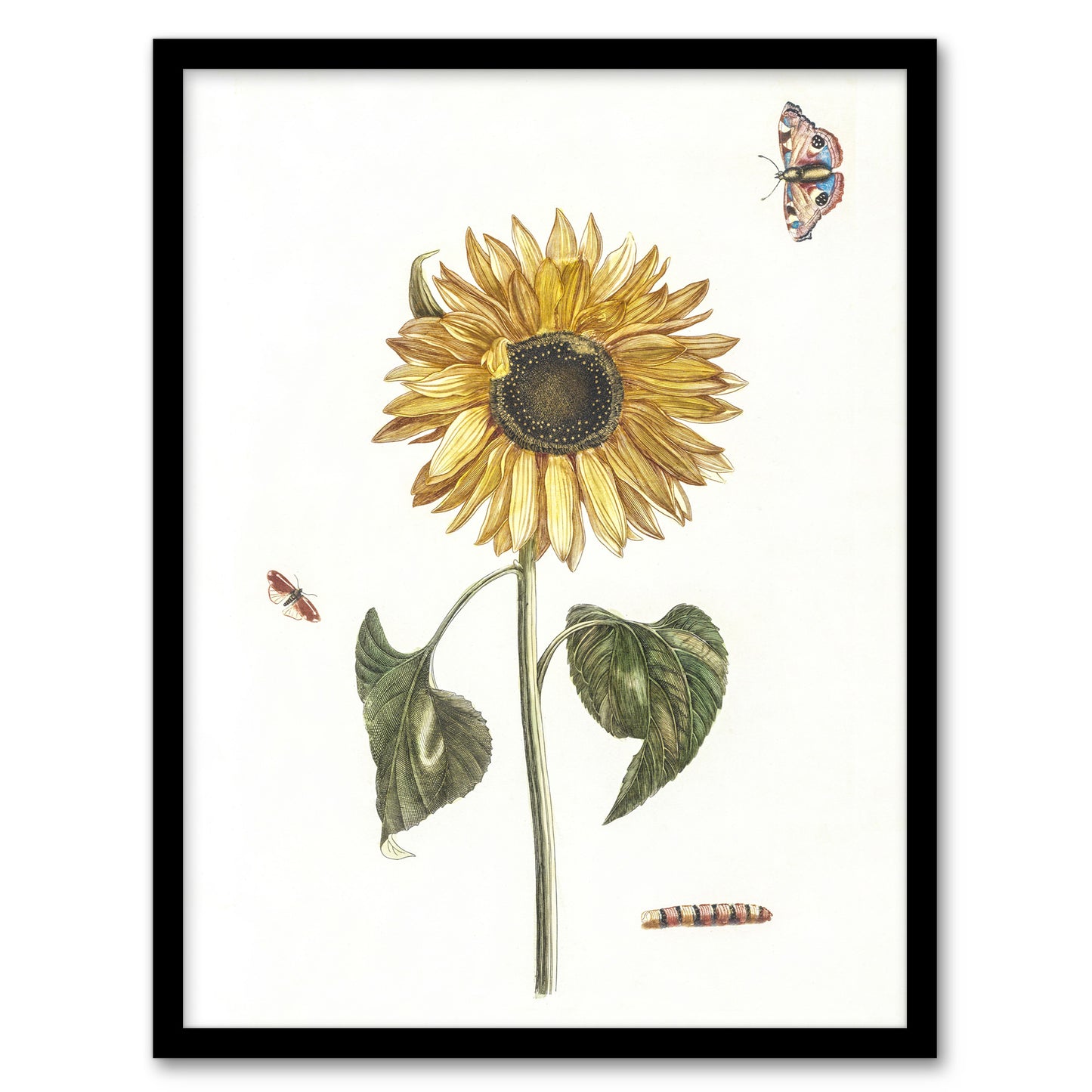 Sunflower Caterpillar And Two Butterflies Teyler Framed Wall Art Print
