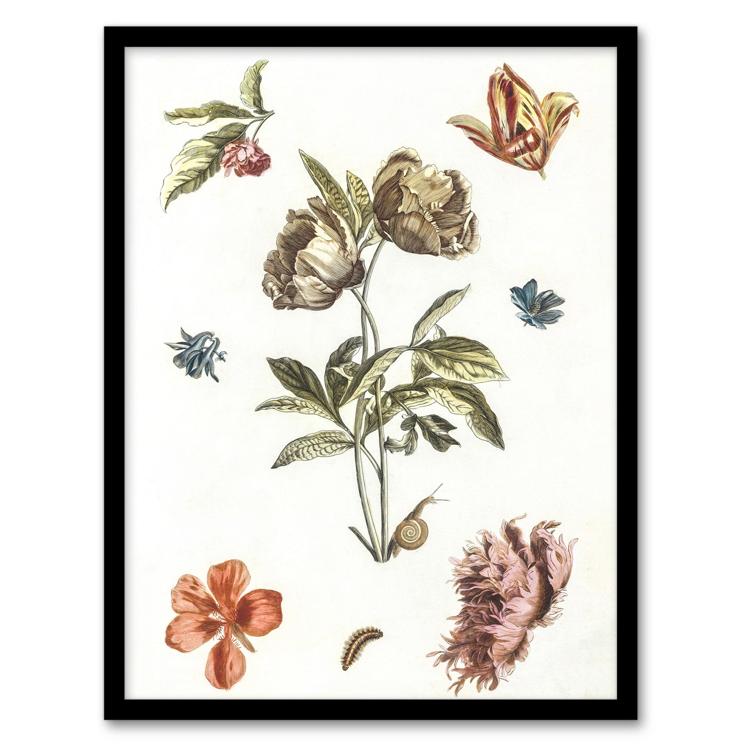 Flowers Snail and a Caterpillar Johan Teyler Framed Wall Art Print