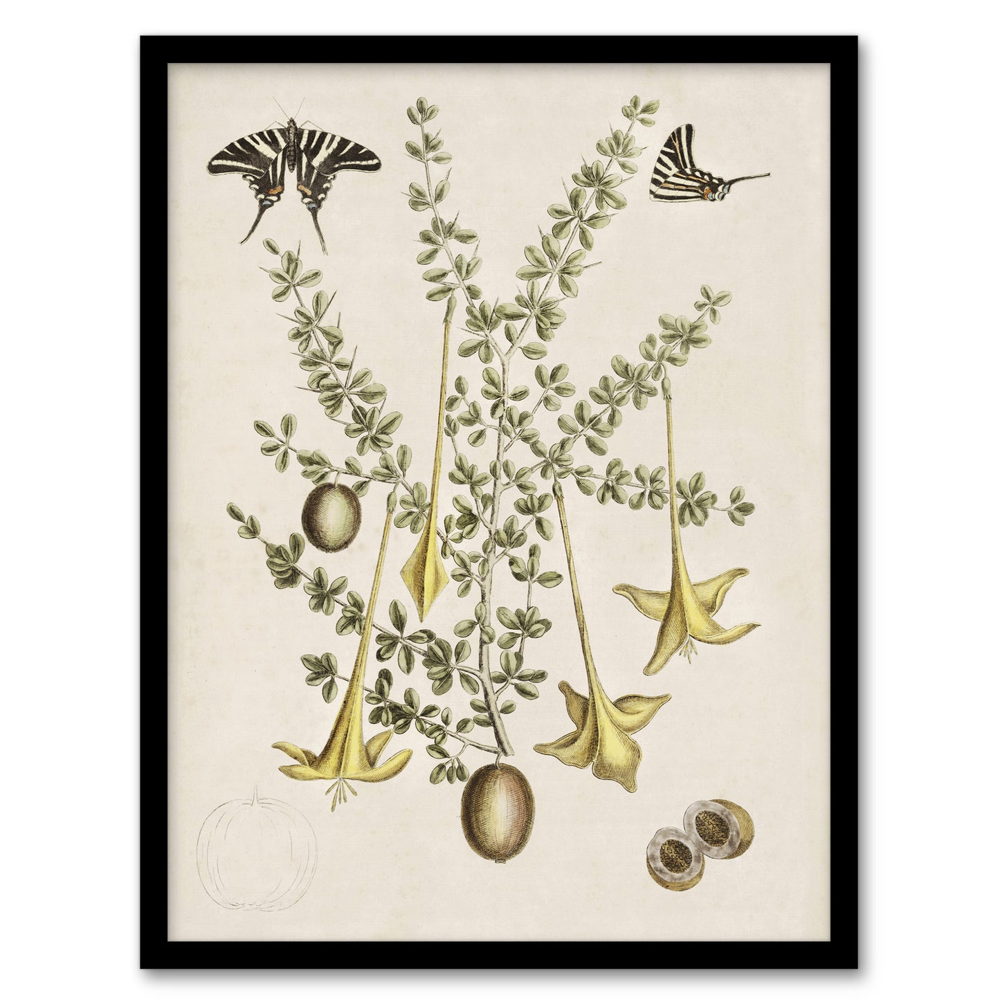 Frutex Spinofus Flowers and Butterflies Catesby Framed Wall Art Print
