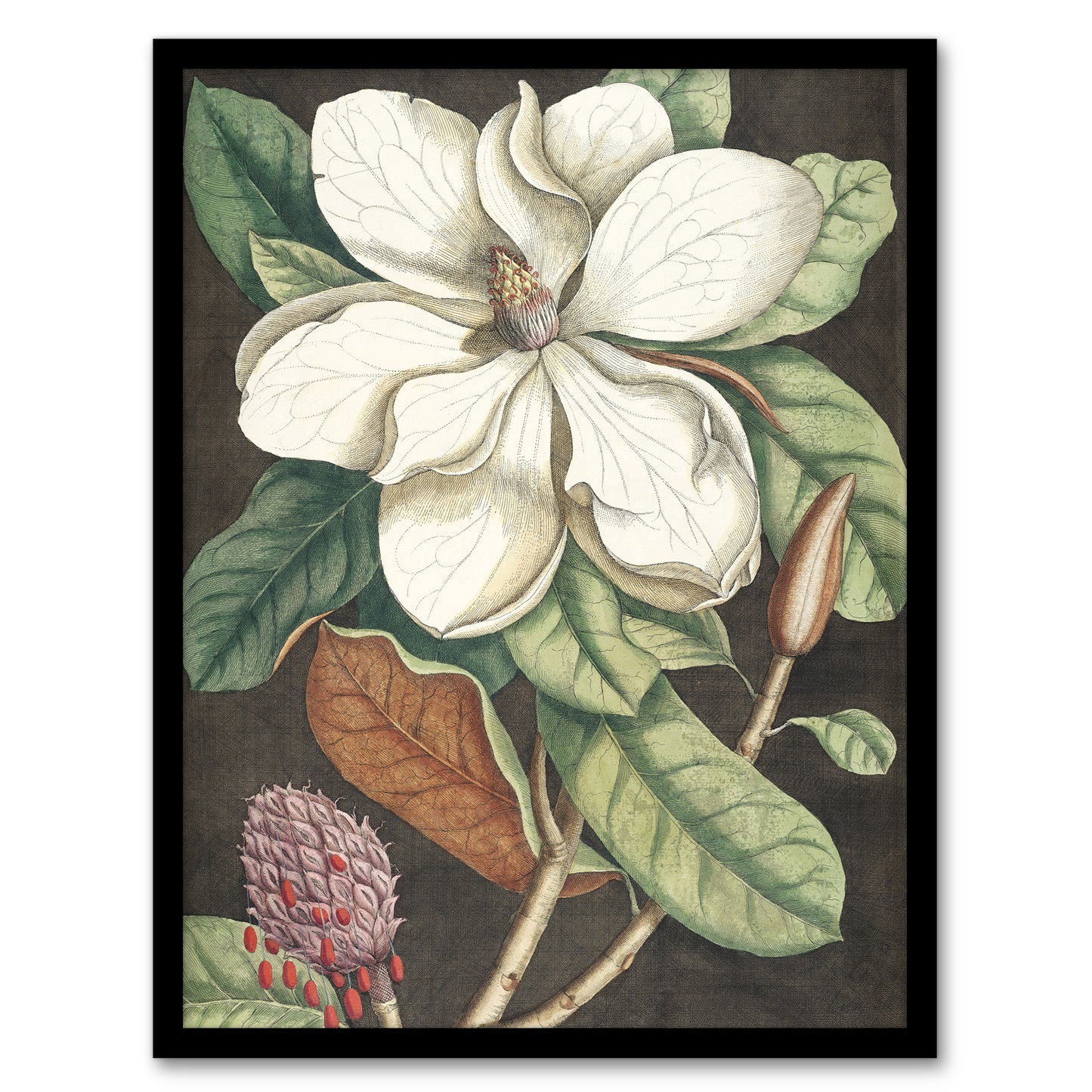 Altissima Flower Laurel Tree Magnolia Catesby Framed Wall Art Print