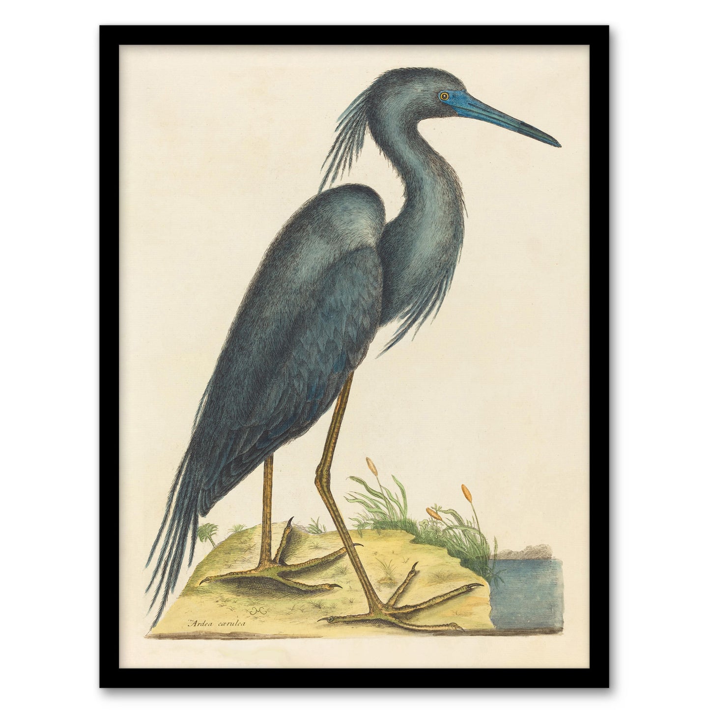 Blue Heron Natural History Illustration Catesby Framed Wall Art Print