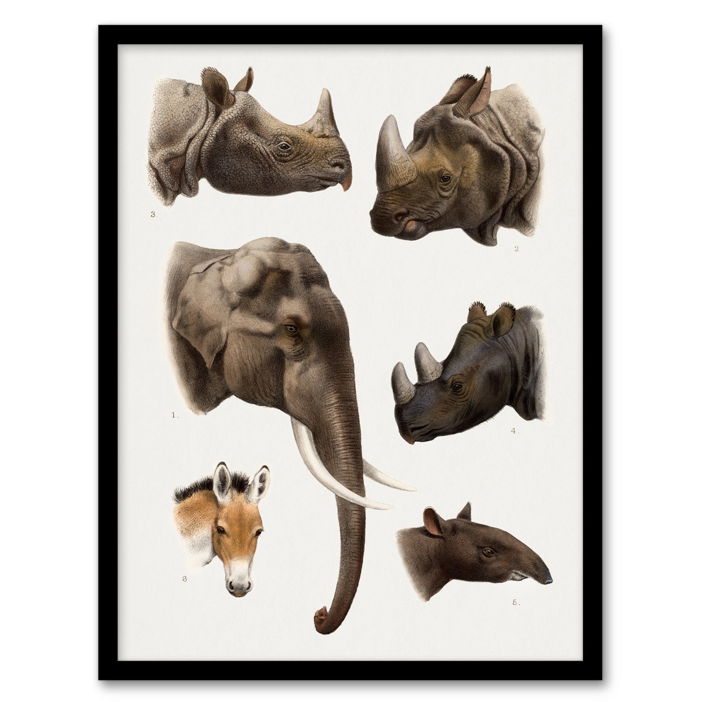 Animals Vintage Illustration Lydekker Framed Wall Art Print