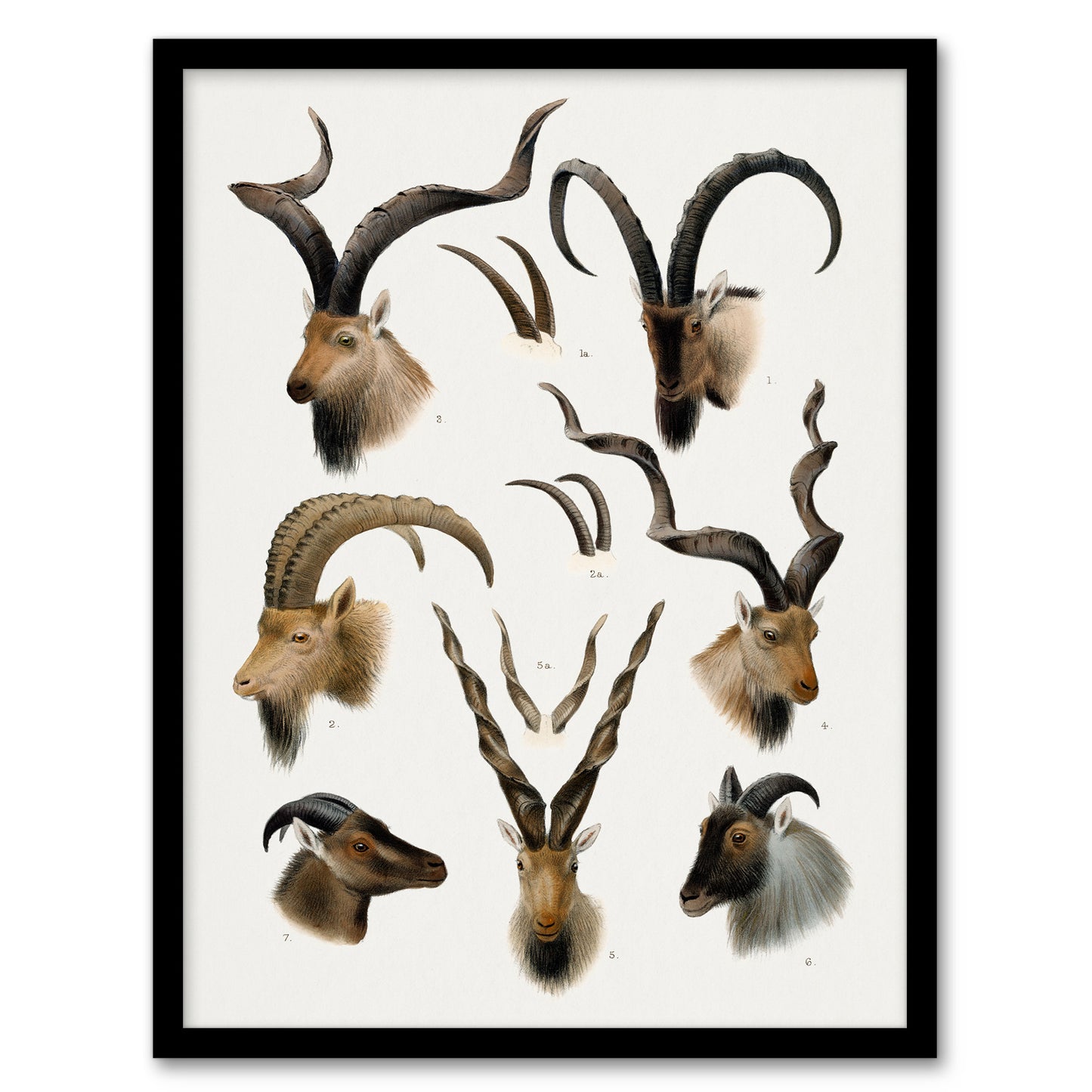 Vintage Illustration Bovidae Animals Lydekker Framed Wall Art Print