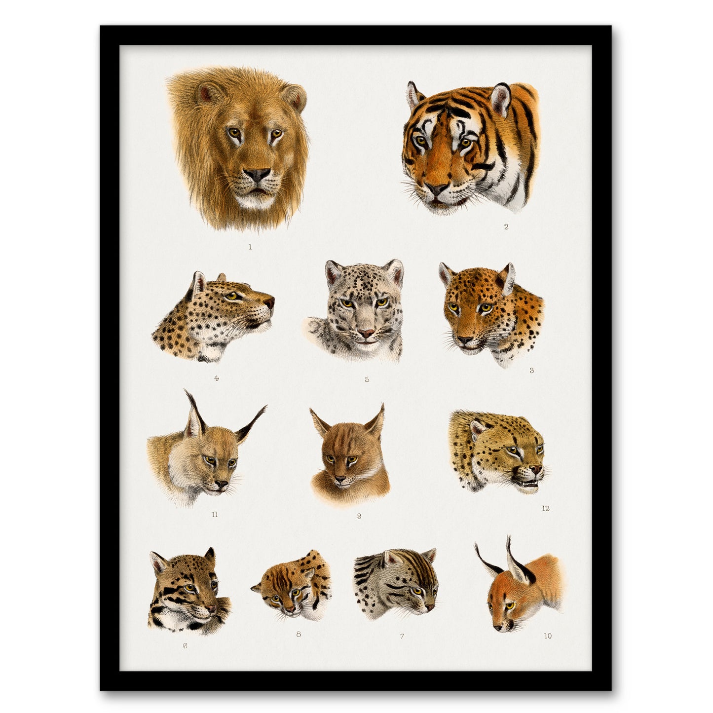 Wild Animal Safari Big Cats Illustration Lydekker Framed Wall Art Print