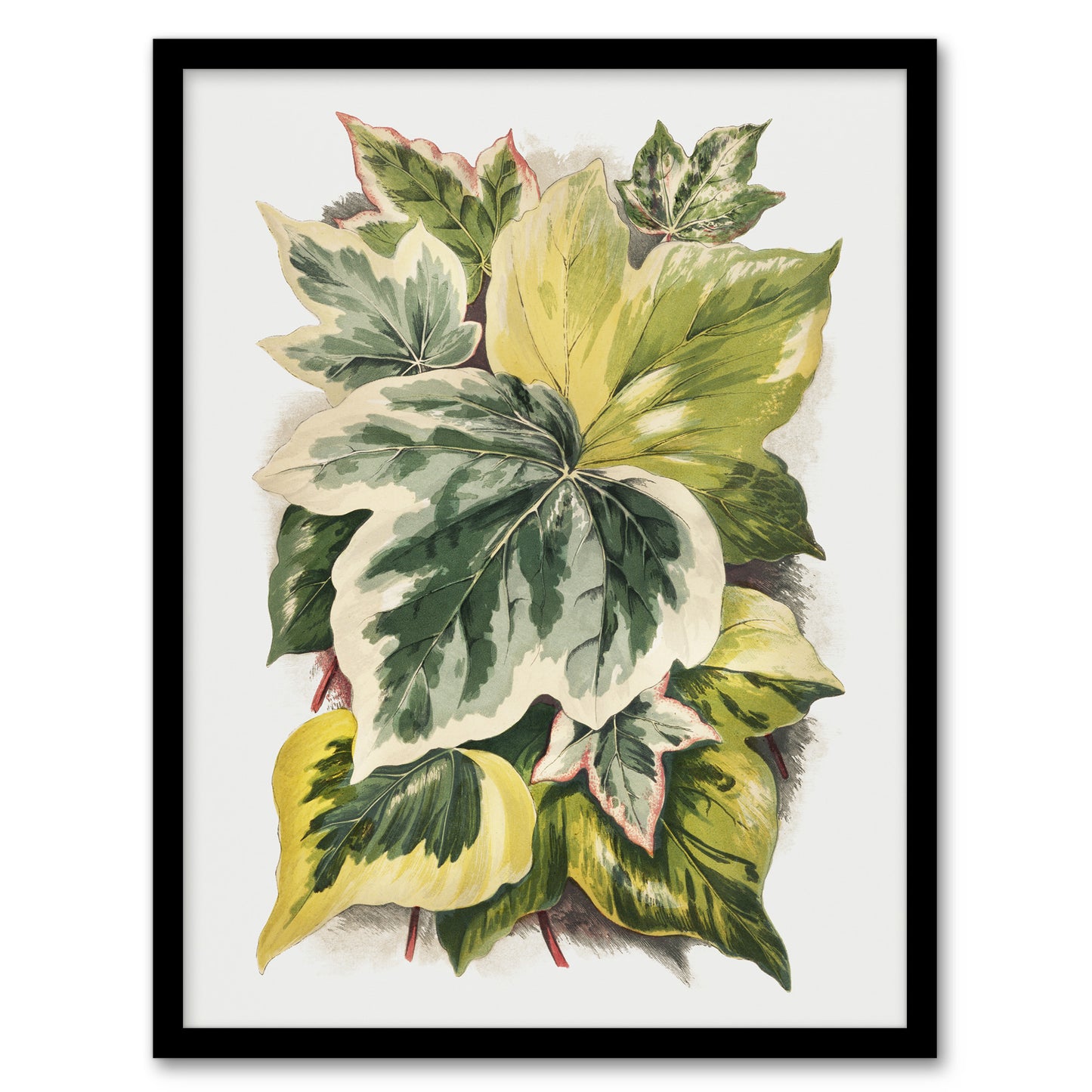 Ivy Leaf Variations Vintage Botanical Hibberd Framed Wall Art Print