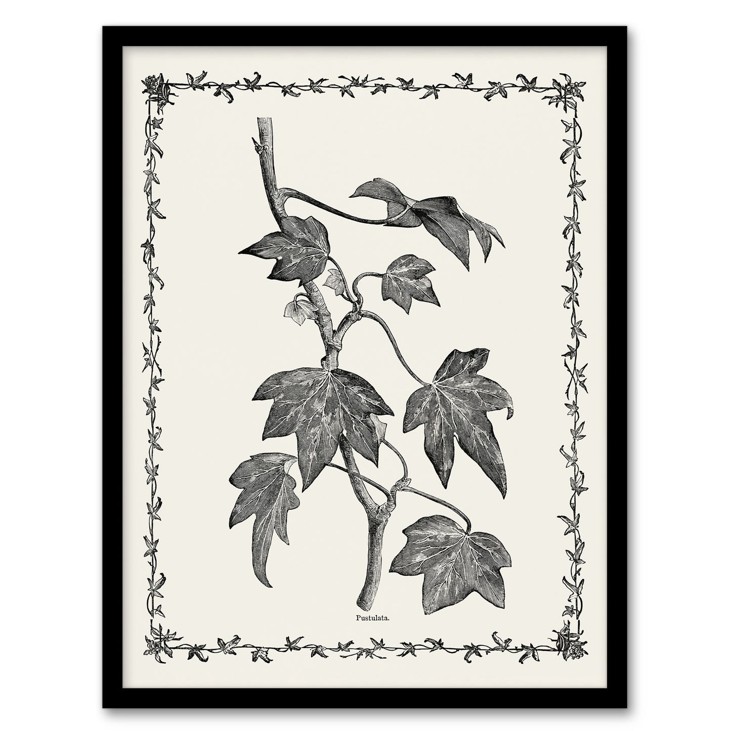 Vintage Botanical Pustulata Leaves Hibberd Framed Wall Art Print