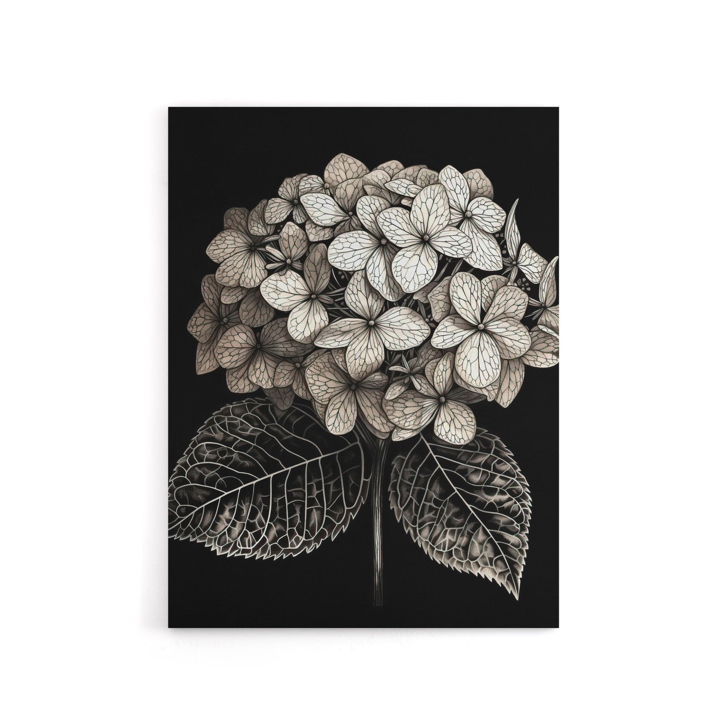 Hydrangea Flower Bloom Black White Canvas Wall Art Print