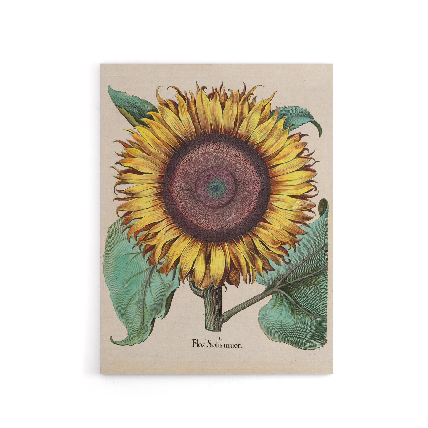 Sunflower Flos Solis Maior Flower Canvas Wall Art Print