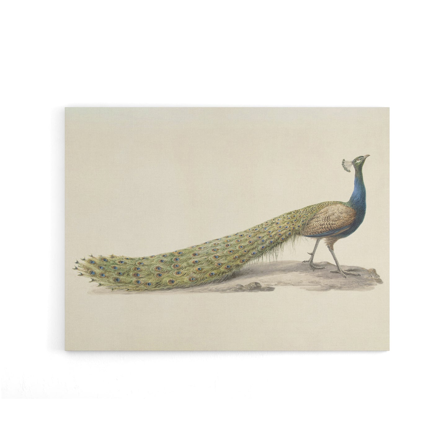 Pieter Pietersz Barbiers Blue Peacock Canvas Wall Art Print