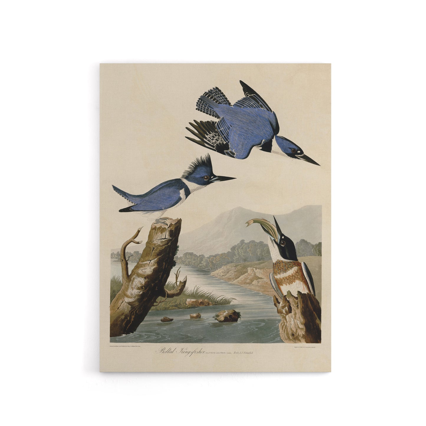 Audubon Birds Of America Belted Kingfisher Canvas Wall Art Print