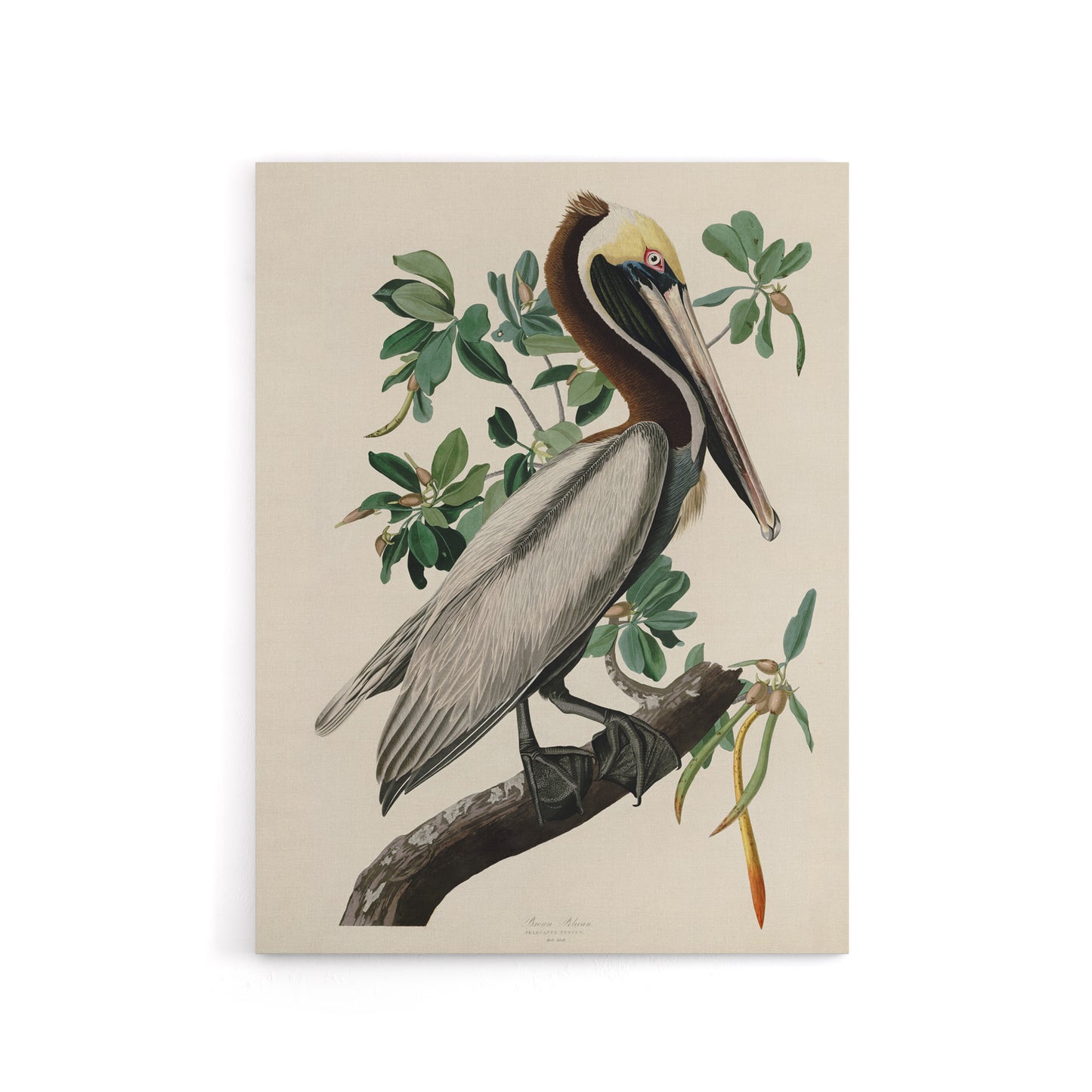 Audubon Birds Of America Pelican Canvas Wall Art Print