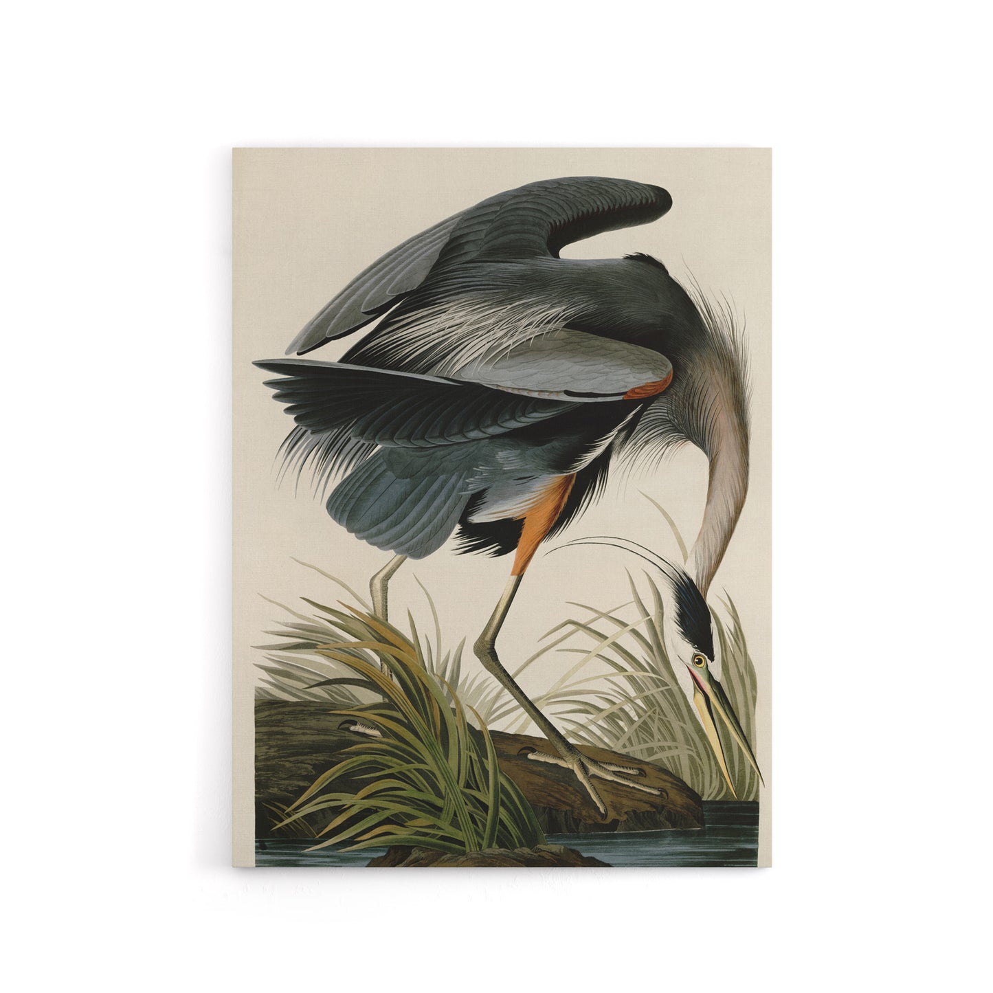 Audubon Birds Great Heron Painting Canvas Wall Art Print