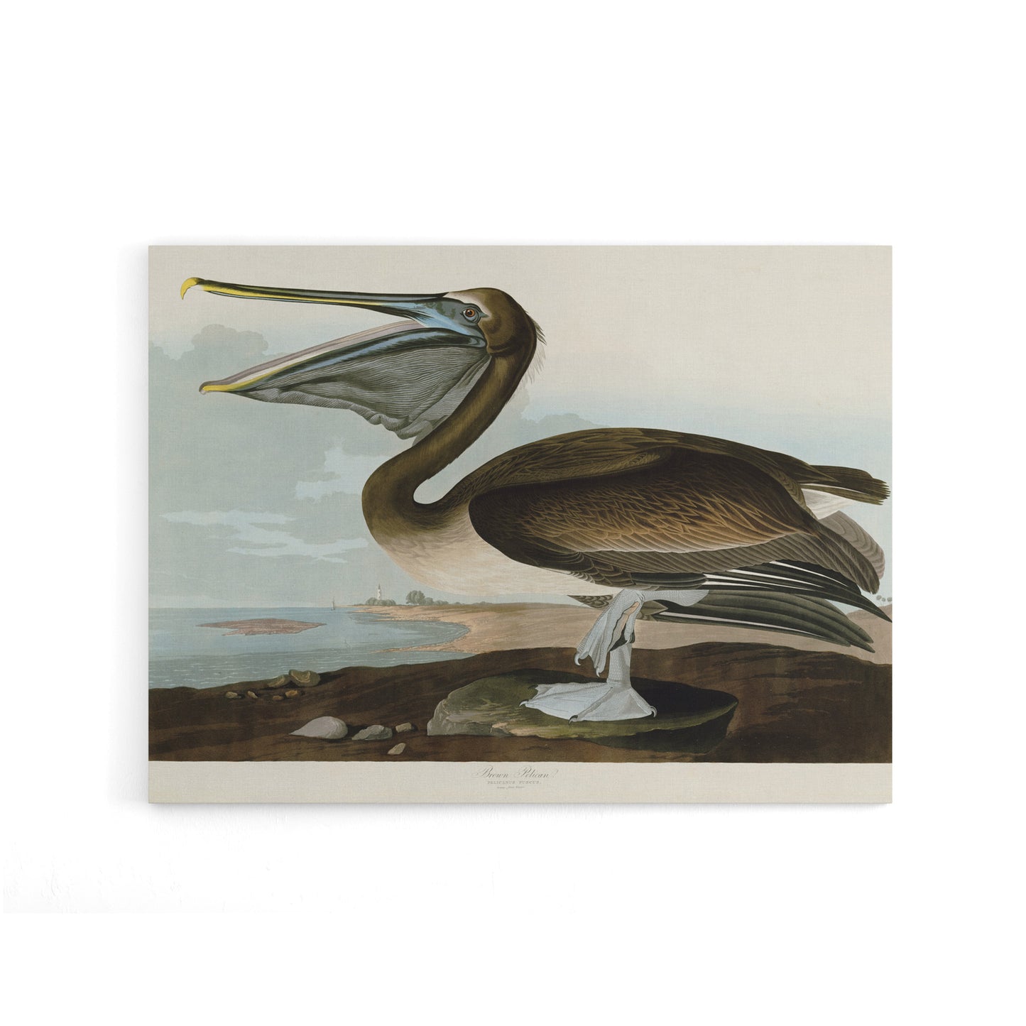 Audubon Birds Brown Pelican Painting Canvas Wall Art Print
