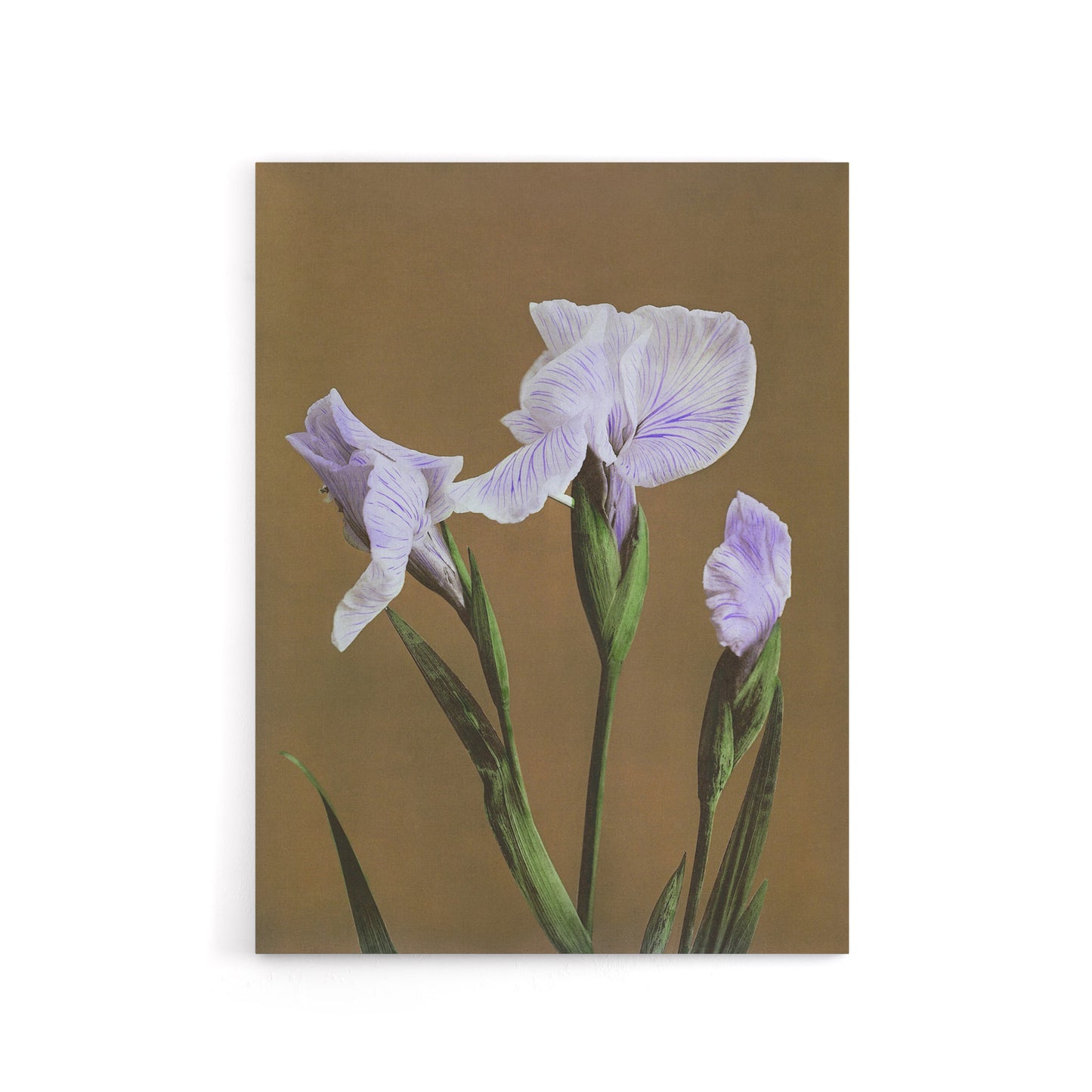 Japanese Water Iris Flowers Canvas Wall Art Print Ogawa Kazumasa