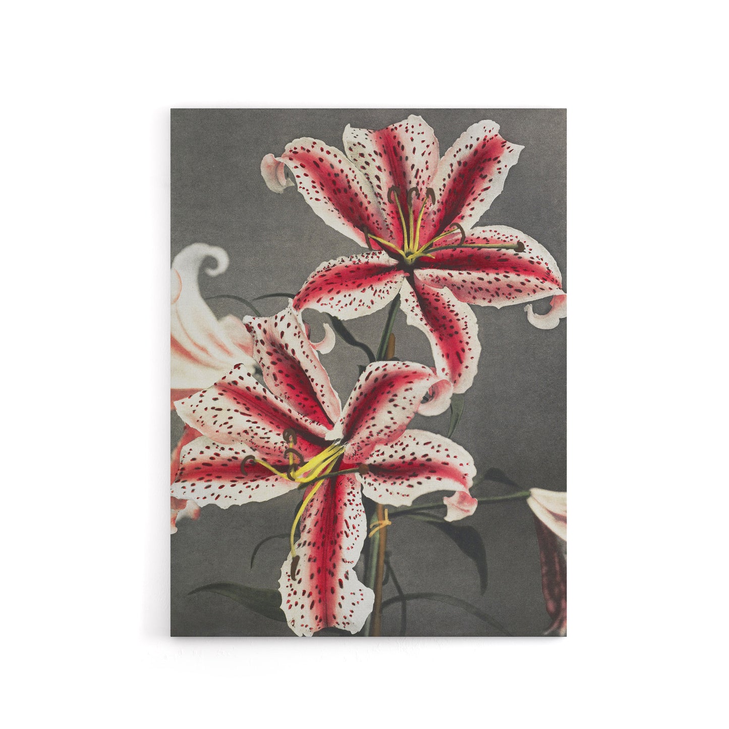 Pink Spotted Lily Flower Blooms Canvas Wall Art Print Kazumasa