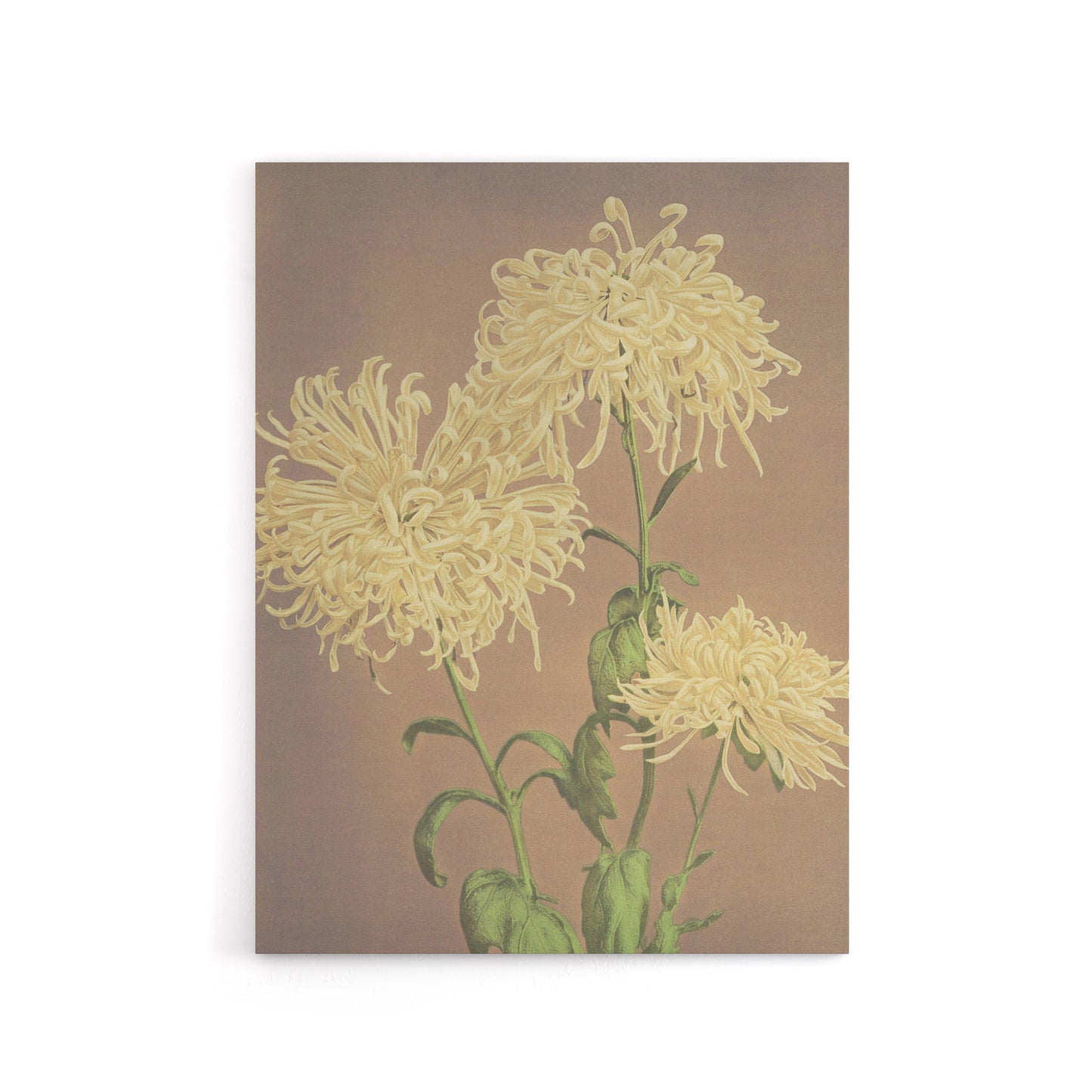 Three Yellow Chrysanthemums Canvas Wall Art Print Ogawa Kazumasa