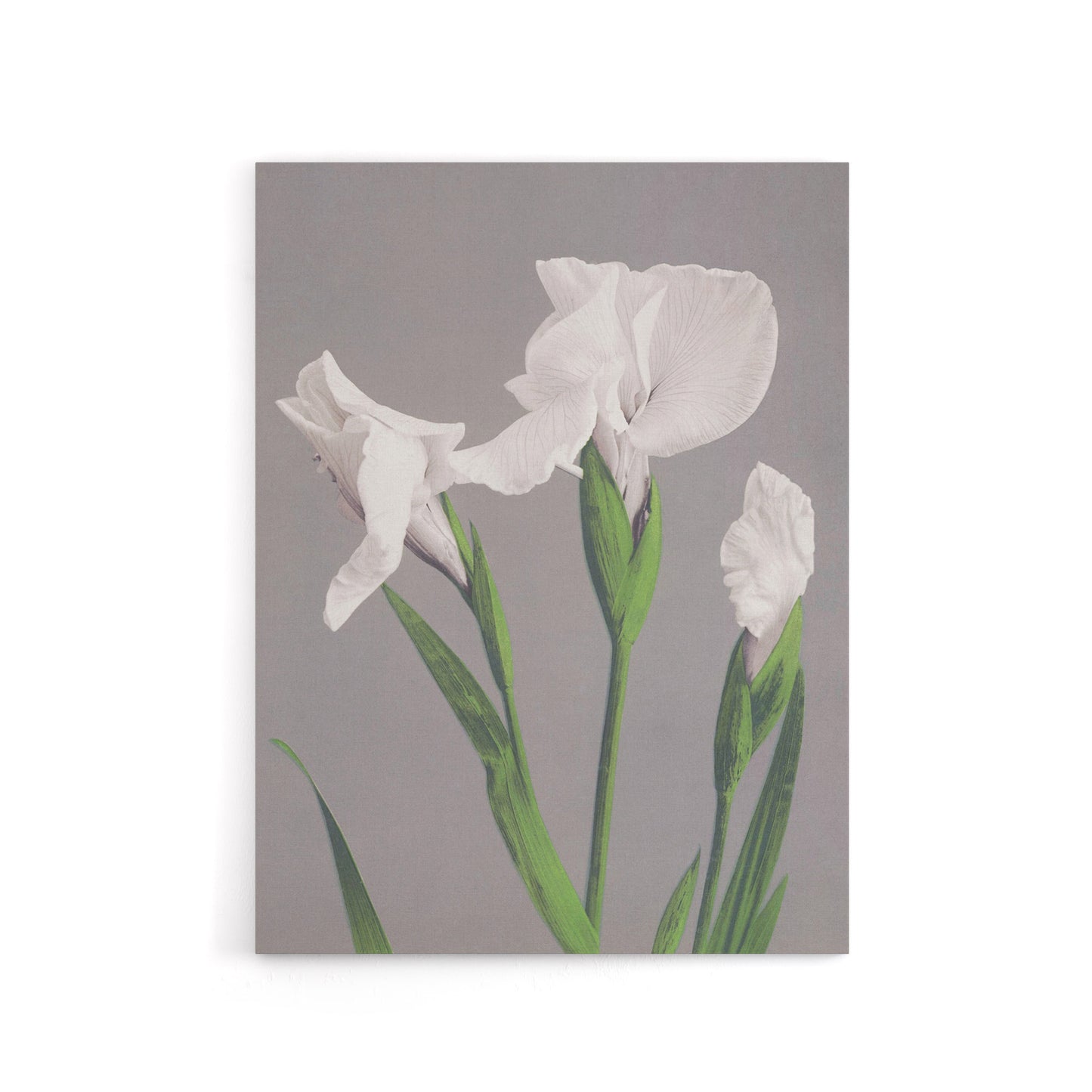 White Irises Blooming Flowers Canvas Wall Art Print Kazumasa