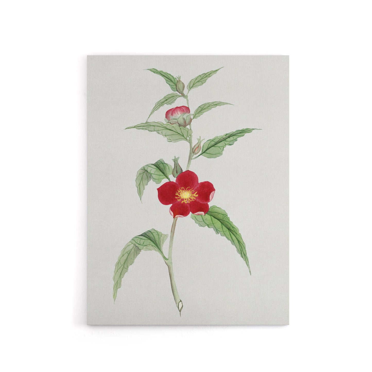 Pomegranate Flower Canvas Wall Art Print Vintage Japan Botanical