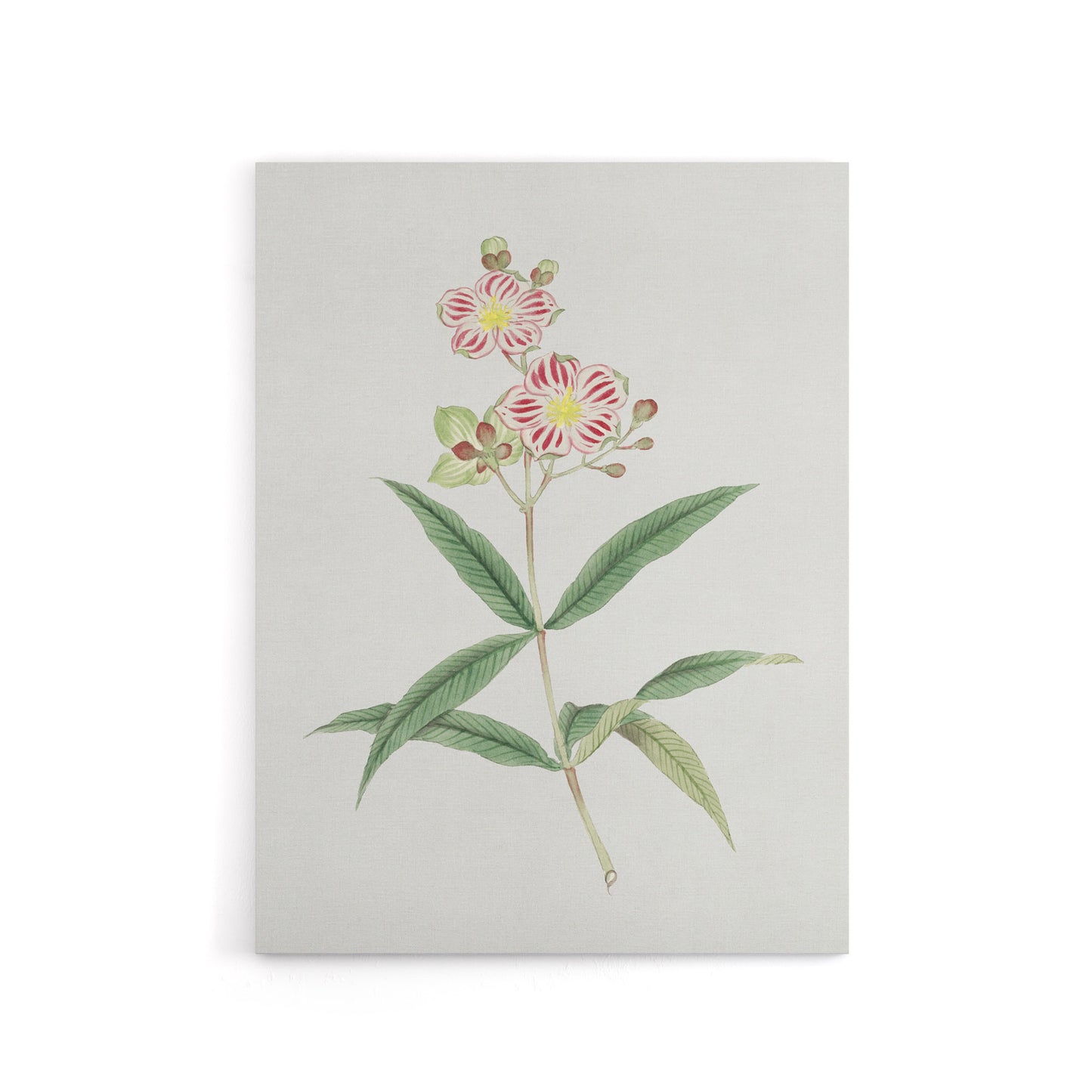 Red White Blossoms Canvas Wall Art Print Vintage Japan Botanical