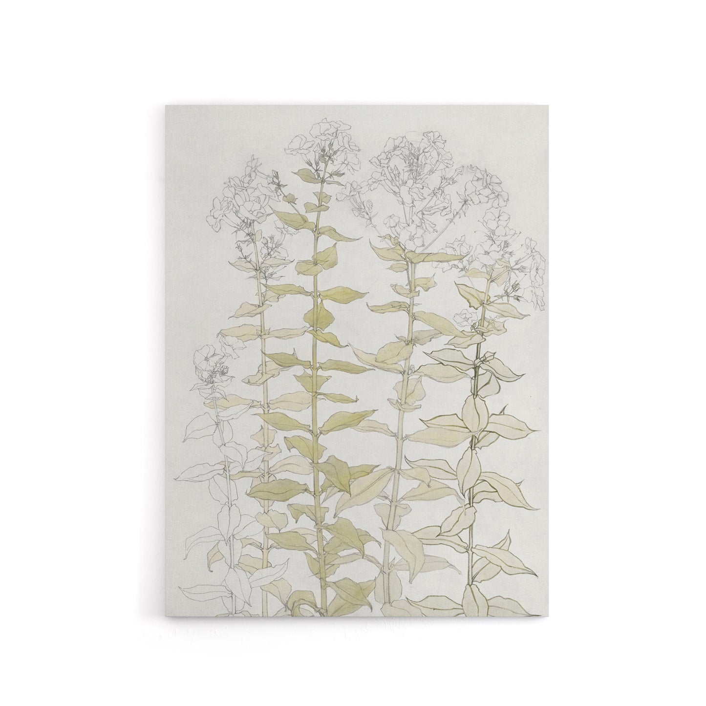 Phlox Colour Sketch of Flowers Canvas Wall Art Print Julie Graag