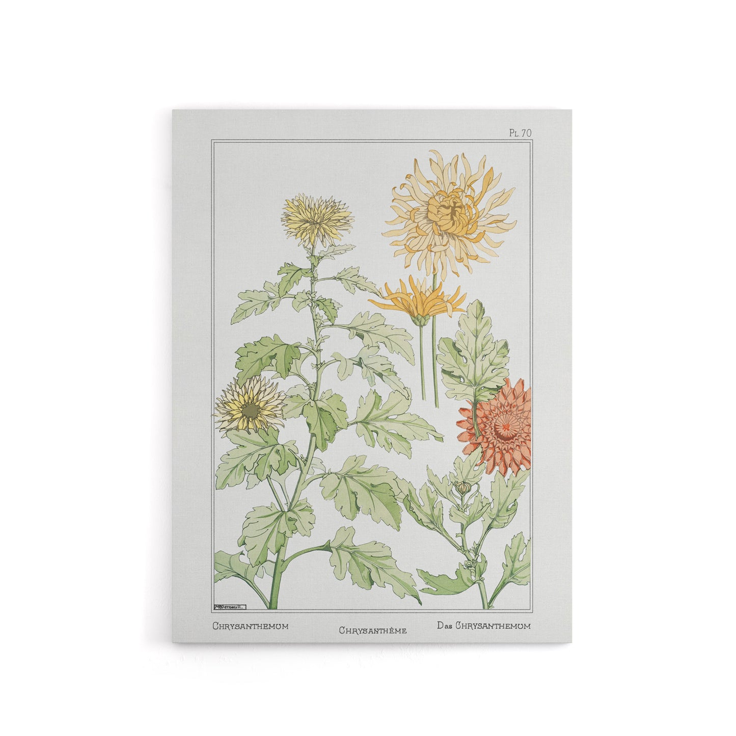 Chrysanthemum Canvas Wall Art Print Vintage Floral Verneuil