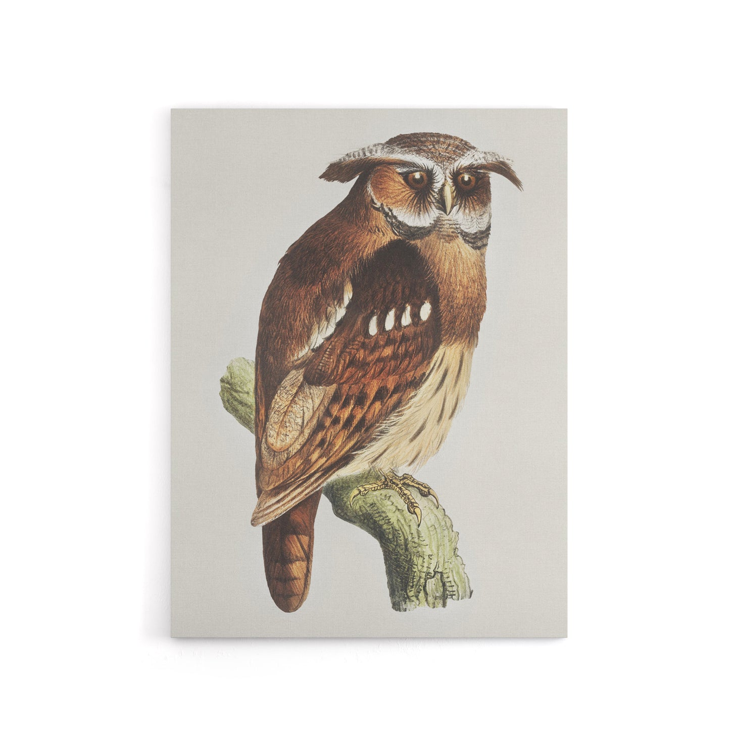 Eagle Owl Perched on a Branch Canvas Wall Art Print van Hoytema