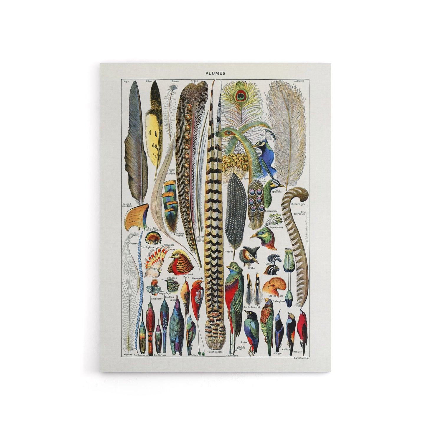 Plumes Exotic Bird Feathers Millot Vintage Canvas Wall Art