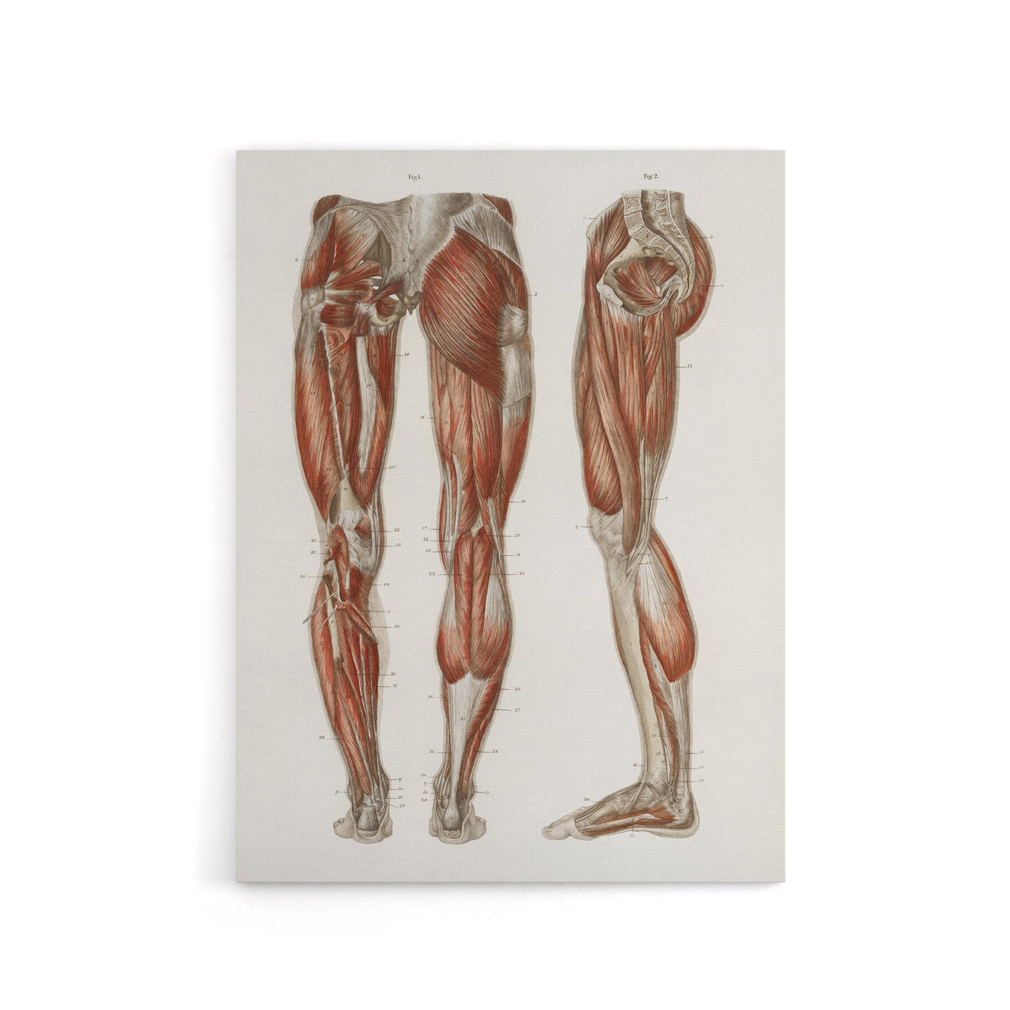 Leg and Feet Muscle Anatomy Bock Vintage Canvas Wall Art