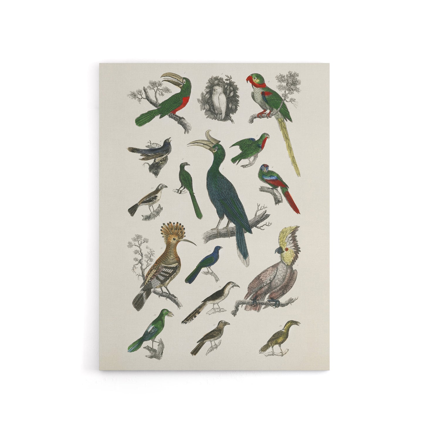 Various Birds Illustration Goldsmith Vintage Canvas Wall Art