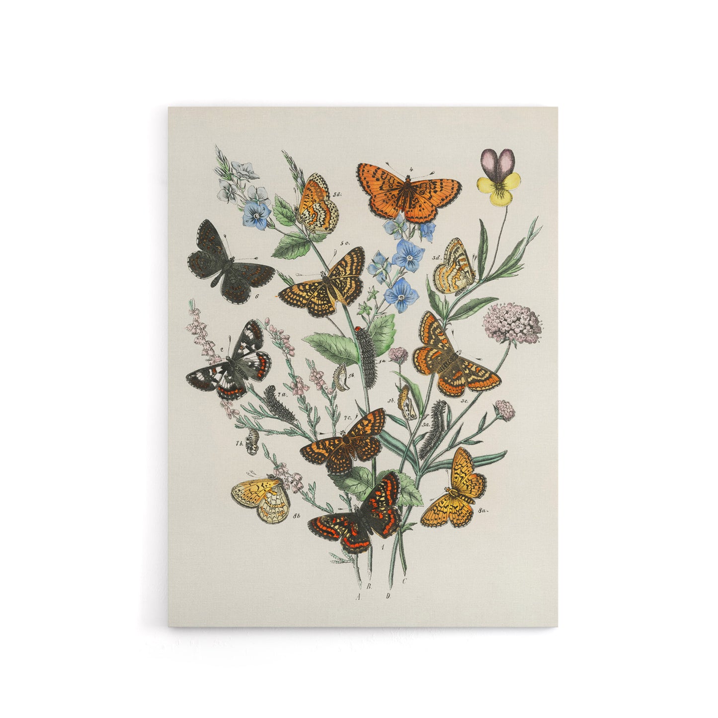 Butterflies and Caterpillars Kirby Vintage Canvas Wall Art