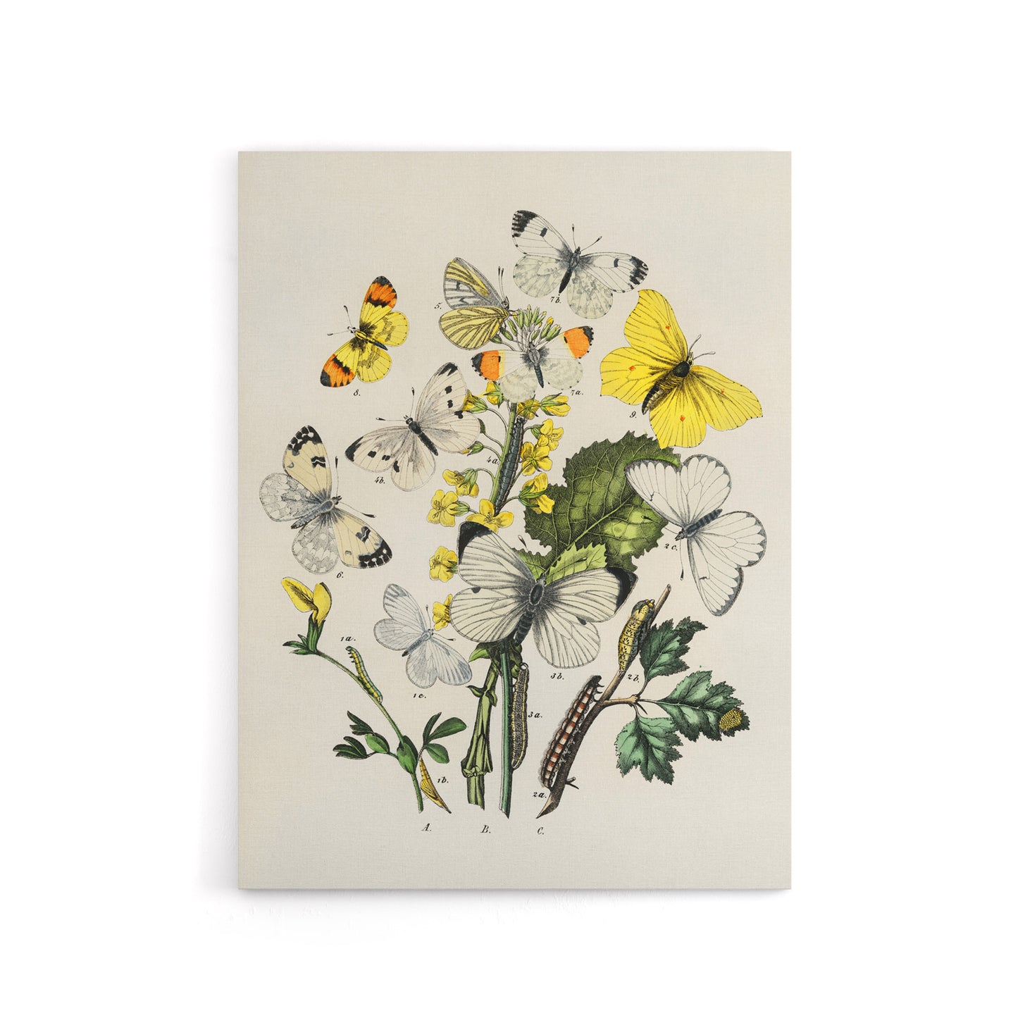 Caterpillars and Butterflies Kirby Vintage Canvas Wall Art