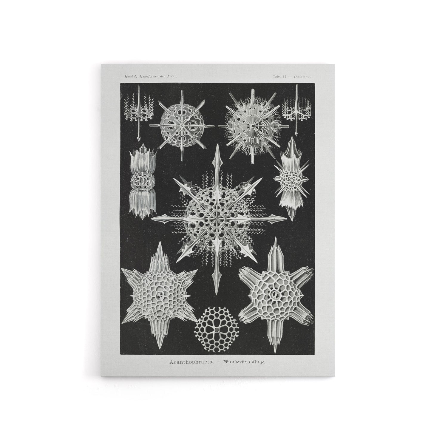 Marine sea ocean Life in B&W Haeckel Canvas Wall Art