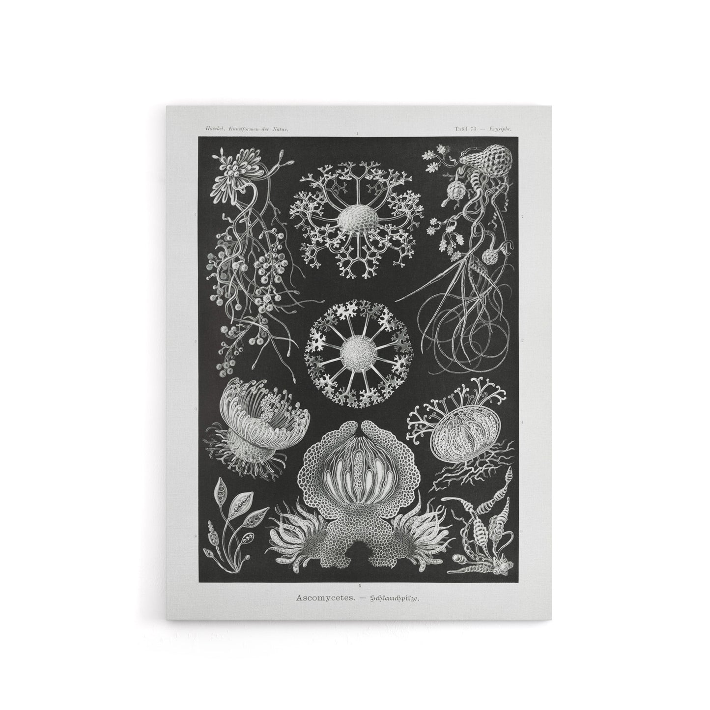 Ascomycetes Fungi Species Vintage Haeckel Canvas Wall Art