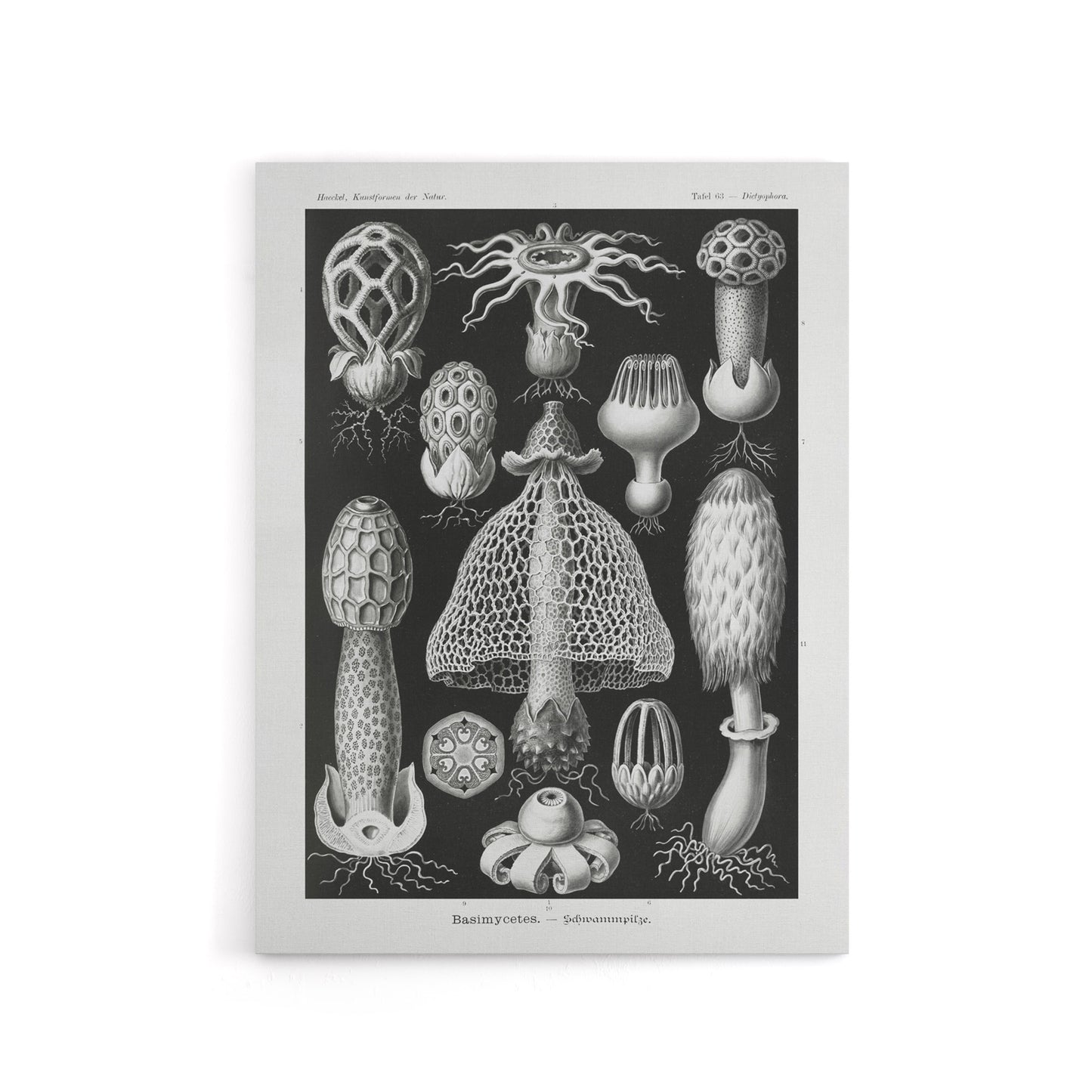 Basidiomycetes Fungi Species Vintage Haeckel Canvas Wall Art