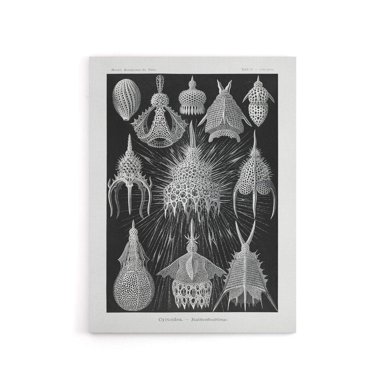 Marine Microorganisms Haeckel Botanical Canvas Wall Art